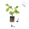 DENDRANTHEMA INDICUM GOMPIE ROSE 8 SZTUK